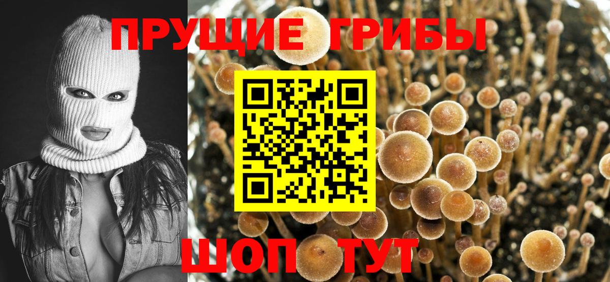 Псилоцибиновые грибы Psilocybine cubensis Железногорск